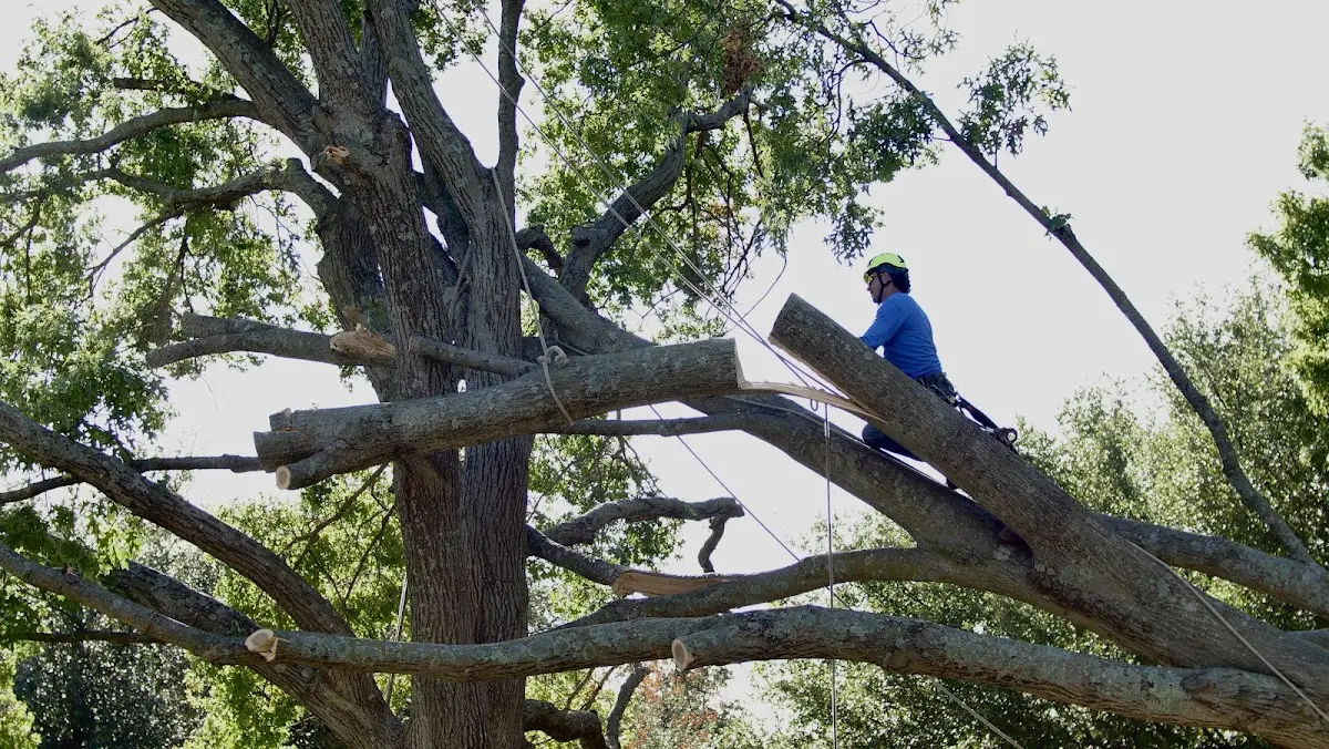 Professional Crown Thinning performed by certified arborists in Lindley