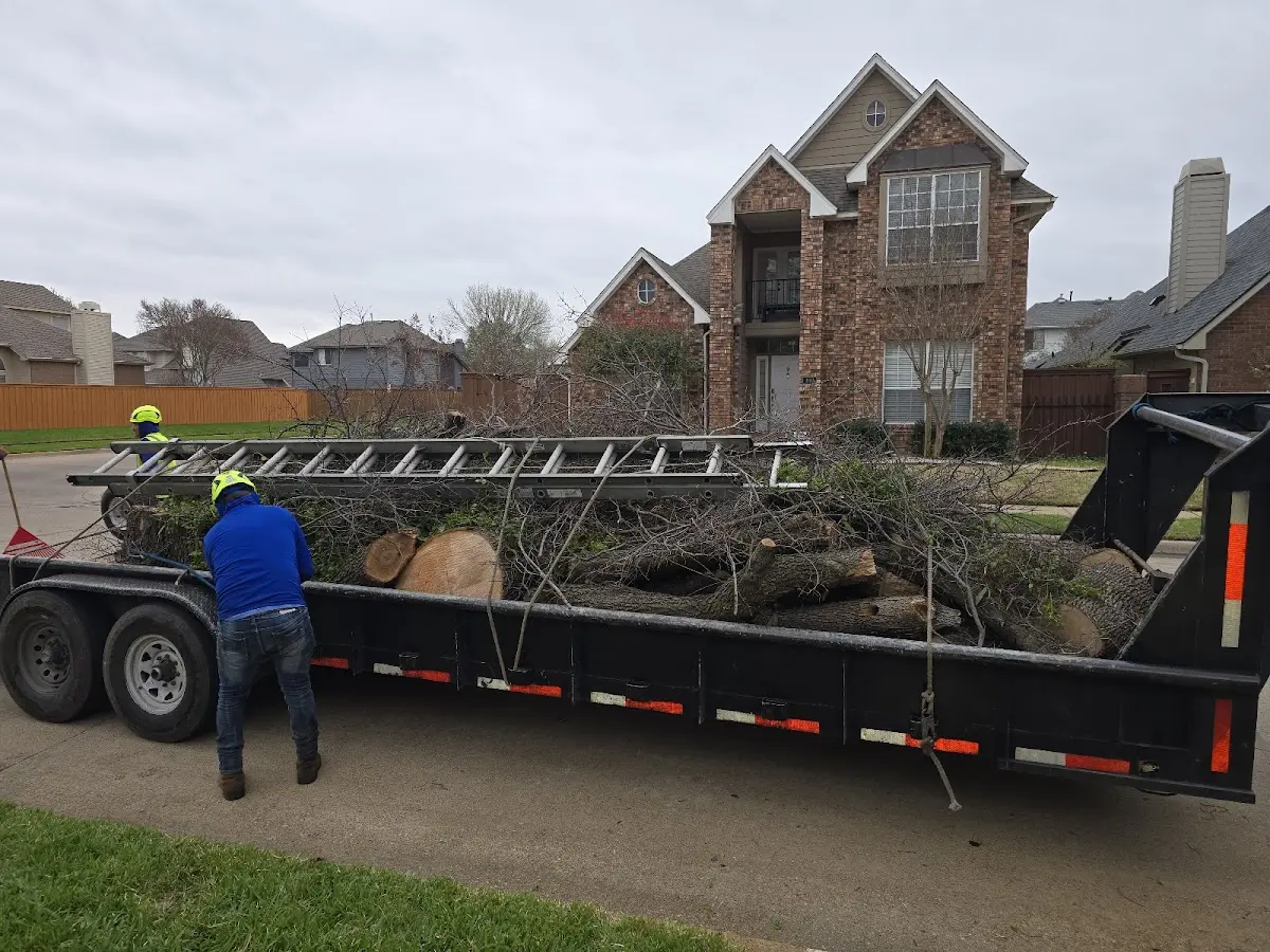 Expert Tree Removal with proper safety equipment in Lindley